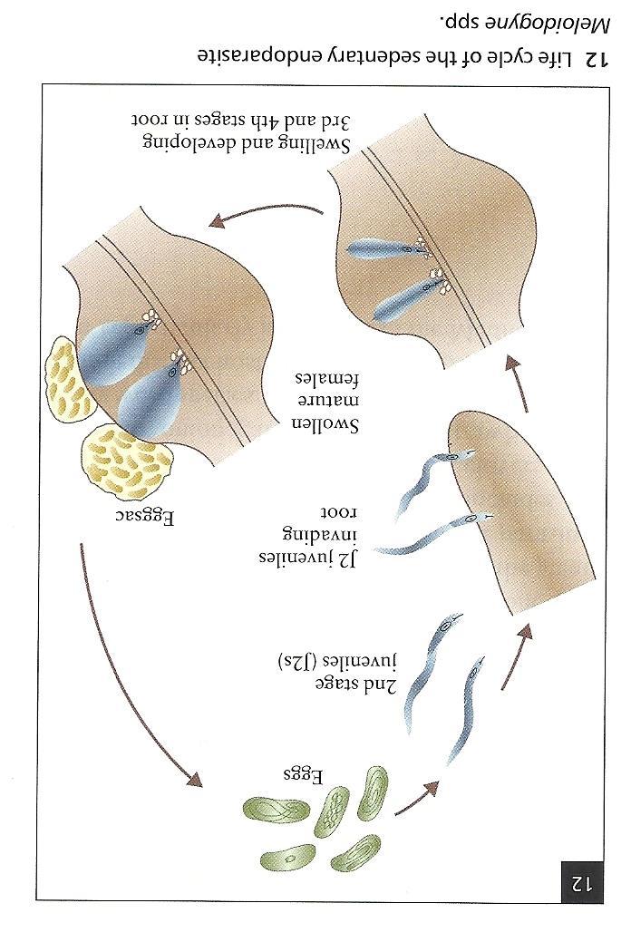 Livscykel Meloidogyne Ägg Juveniler larvstadie 2 Äggsäckar Larvstadie 3 och 4 Obligat parasit Partenogenetisk förökning inga hanar