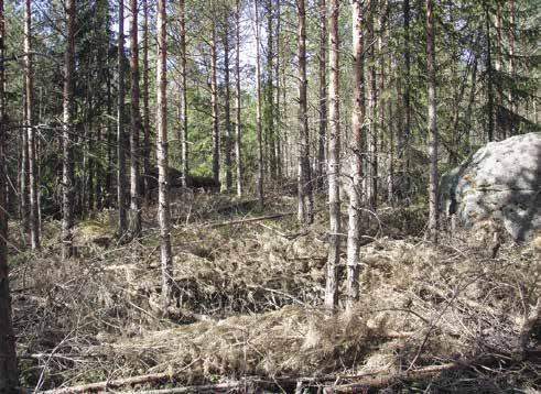 15 flog är det en fin upplevelse. Skogsbruket står inför en stor utmaning att tillgodose skogshönsen, tjäder, orre och järpe, med tillräckligt goda livsmiljöer.