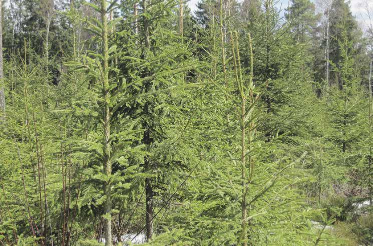 mängd tillvarataget klenvirke Tidig vård av ungskog 160 1 ha 0,5 ha 3000 5000 0,7-3 meter Vård av ungskog 230 2 ha 0,5 ha 1500* 3000 över 3 meter under 16 cm Vård av ungskog och tillvaratag.