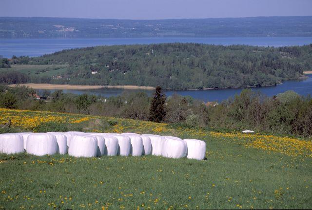 På tal om jordbruk fördjupning om aktuella frågor 5(6) Landsbygden Mjölkproduktionen är viktig för landsbygden och är spridd i landet. Det finns mjölkproducenter i 250 av landets 290 kommuner.