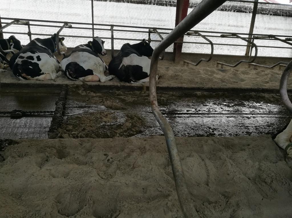 Fakulteten för landskapsarkitektur, trädgårdsoch växtproduktionsvetenskap Sandbås för mjölkkor i Sverige Vilka är böndernas erfarenheter?