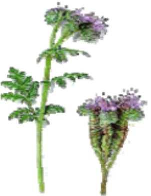 20 Kvalitet för proffs Phacelia Phacelia Phacélie Phacelia tanacetifolia Varvtal (arbetsbredd) Spjälläge 3 5 8 10 350 (1-2 m) 1,10 2,30 3,43 3,56 1600 (~ 5 m) 1,43 3,02 4,47