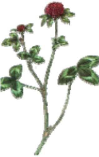 Kvalitet för proffs 21 Luktärt Vetch Vesce Vicia Varvtal (arbetsbredd) Spjälläge 3 5 8 10 350 (1-2 m) 0,53 1,81 3,14 3,44 1600 (~ 14 m) 1,05 2,85 4,27 3,93 2800 (~ 17 m) 1,13 2,87 4,31 4,37 3000 (~