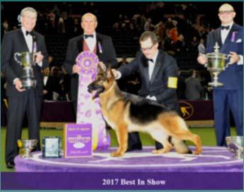Veterinärmedicinska aspekter av extrem exteriöravel Best in Show winner, Westminster Kennel Club, 2017 Best in Show winner, Crufts dog show,