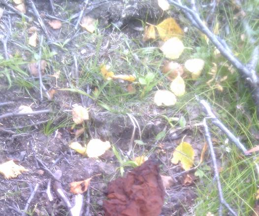 och lappgullris (Solidago virgaurea ssp. alpestris).