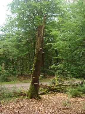 En gammal hålväg Högstubbe i Biskopstorp Biskopstorp Hit hittar du antingen från Slättåkra eller Kvibille. Det finns en parkeringsplats vid besökscentrat vid Kroksjön.