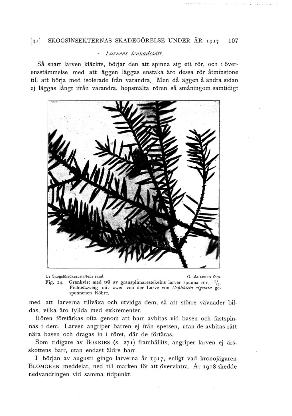 [4r] SKOGSINSEKTERNAS SKADEGÖRELSE UNDER ÅR 1917 107 Larvens levnadssätt.