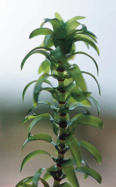 FRÄMMANDE VATTENVÄXTER Figur 5. Vattenpest (till vänster) och smal vattenpest (ovan). Foto: Anna-Lena Anderberg (vattenpest) och Arne Anderberg (smal vattenpest). Elodea canadensis (left) and E.