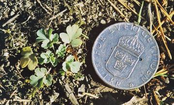ZACHRISSON Småplantor av sommarnunneört. Till vänster: Liten groddplanta i mitten av augusti. Till höger: En månad senare med arttypiska, flikiga, gråaktigt gröna blad.