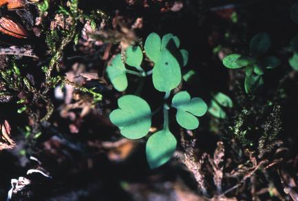 genomsnitt på 15 frön per kapsel hade plantan sannolikt producerat cirka 400 frön. Även den lilla plantan hade gett en kapsel, som nu höll på att mogna.