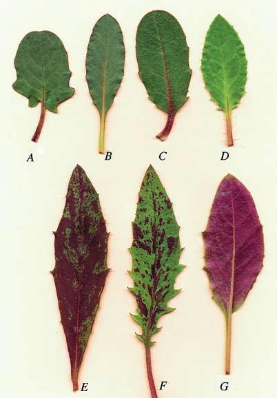 FIBBLOR mer minst två typer av rödbetsröda blåvioletta pigment. En kraftig violettanlöpning kan hos de flesta arter (dock inte alla!