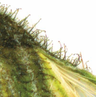 Simple hairs with a longer or shorter translucent apex are characteristic parts of the indument on pedicels and phyllaries in many species. In H.