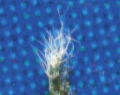 Species of the bifidum group have stellate tomentum distributed all over the surface of the phyllaries, but usually most abundantly towards the base of the capitulum. H.