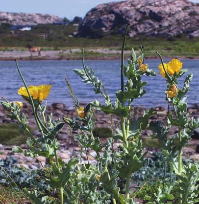 Välkomna till Botanikdagarna i Bohuslän! Alla medlemmar hälsas hjärtligt välkomna till Bohuslän den 12 16 juli. Saltstänkta klippor och soldränkta badstränder kan vi erbjuda något annat?