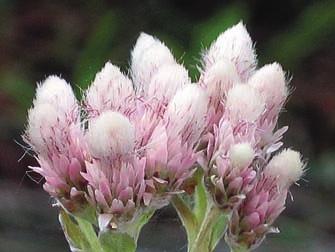 I de moderna svenska flororna, efter 1980, står det att hanblommor är vita och honblommor är röda.