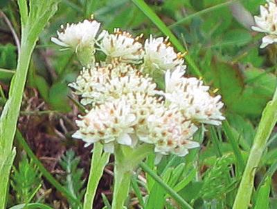 Jag har lika ofta sett röda som vita blommor hos bägge könen i de områden som jag undersökt i Västergötland.
