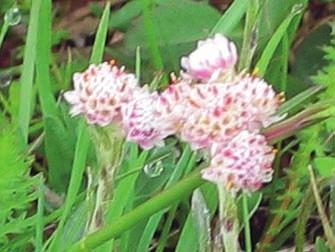 Vita, rosa och röda hanblommor kan stå tillsammans, liksom röda, vita och rosa honblommor kan göra det.