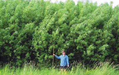 Floristisk mångfald i Salix-odlingar- Odlingar av olika Salix-arter för energiändamål lär bli allt vanligare framöver.