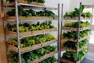 Green City Wall Green City Wall är ett smart system för interiöra växtväggar baserat på färdigplanterade