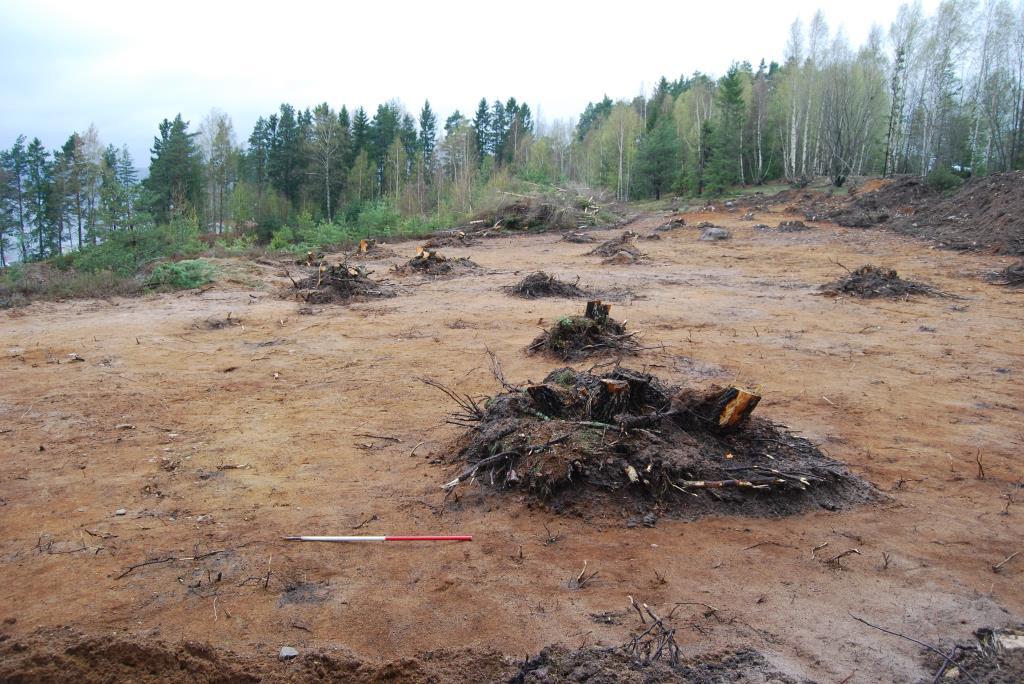 en väggstolpe var ytan kraftigt påverkad av en stubbe. Detta har förhindrat en exakt tolkning av husets väggar. Cf34537_07. Stubbarna kring huset. Sett mot nordnordväst.