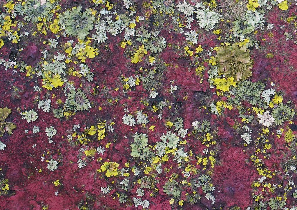 2 KYRKSTÄDERNA OCH KLIMATFÖRÄNDRINGAR I NORRBOTTEN Titel: Kyrkstäderna i klimateffekternas tid Sammanställning av text: Tyréns Adress: Länsstyrelsen i Norrbottens län, 971 86 Luleå Telefon: 010-225