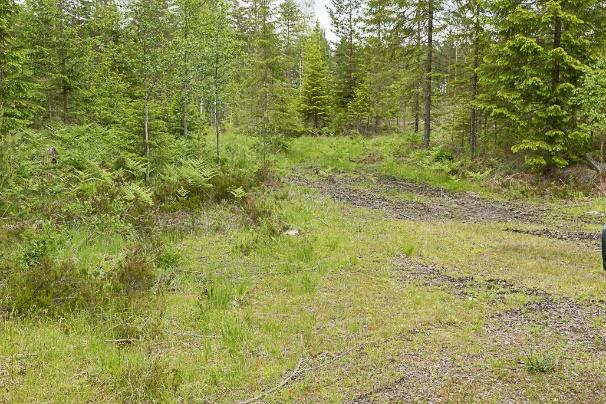 Figur 6. Bilden till vänster visar vändplanen med ängsväddbestånd i bildens vänstra del. Från vändplanen ses skogsmaskinspåret som leder vidare åt nordväst.