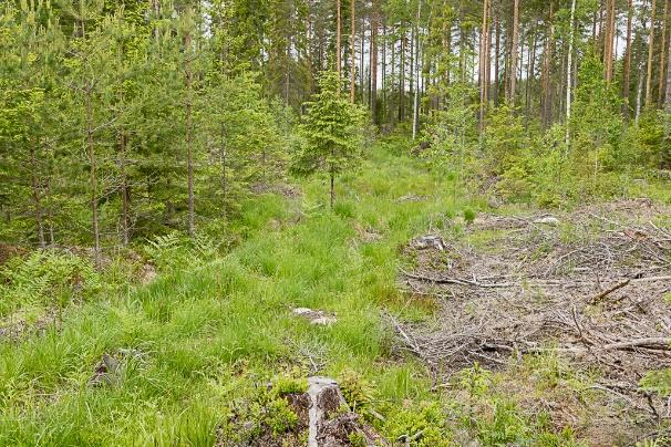 Hot: Vändplanen var vid fältbesöket väl solbelyst, men skogsbeståndet söder om vägen vid vändplanen är fortfarande ungt och kommer med tiden att växa upp och beskugga stora delar av ängsväddsbeståden