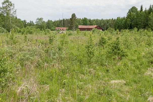 Figur 8. Bilden till vänster är tagen söder ifrån med utsikt åt norr. På de torrare partierna växer rikligt med ängsvädd.