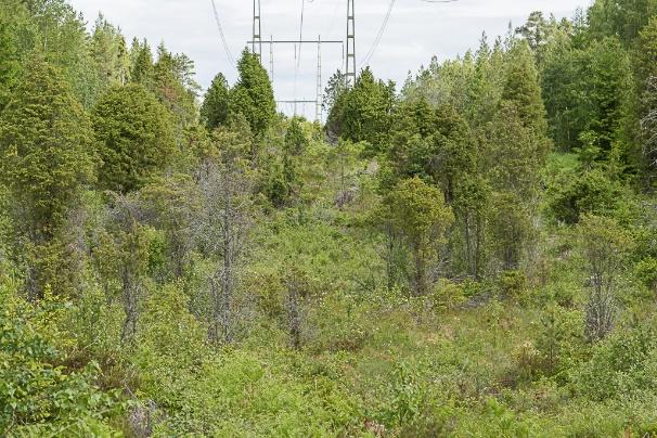södra delen av lokalen där flest väddnätfjärilar påträffades 2017.