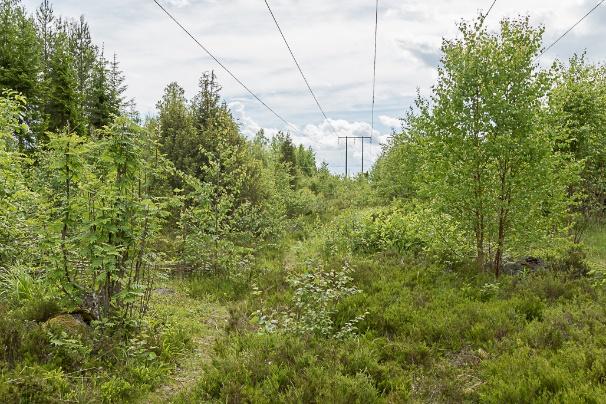 Figur 12. Den vänstra bilden är tagen i områdets södra del där markfukten var lägre, medan den högra bilden är tagen i de norra delarna strax söder om det norra kraftledningskorset.