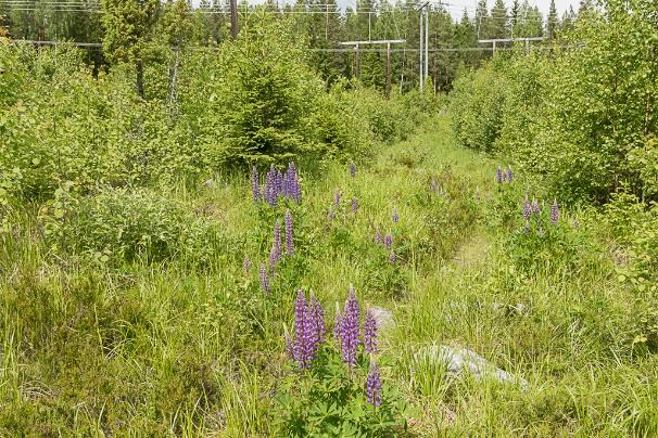 Hot: De stora bestånden av blomsterlupin, som troligtvis har spridits från massor från det nyanlagda affärsområdet öster om lokalen, är ett stort hot mot arten då blomsterlupin konkurrerar ut