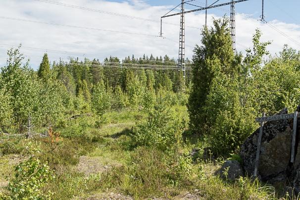 Figur 13. Bilden till vänster visar de norra delarna av lokalen vid Predikstolen. Här öppnar kraftledningsgatan upp sig i en större öppen yta med mycket ängsvädd.