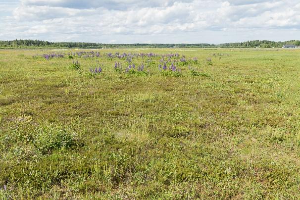 Figur 14. Den vänstra bilden visar lokalen sett från söder med ängsväddbestånd i förgrunden och blomsterlupiner i bakgrunden.