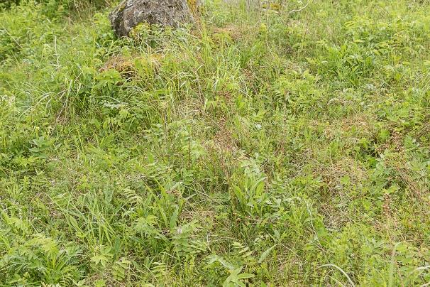 Förslag till fortsatt arbete: Med anledning av att väddnätfjäril observerades på lokalen 2016 föreslår Ecocom att ytterligare besök på lokalen utförs under 2018 för att