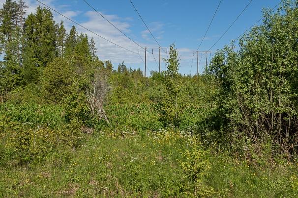 Hot: Inga direkta hot mot arten kunde identifieras. Slyröjningsregimen i kraftledningsgatan verkar vara fungerande och väl avvägd.