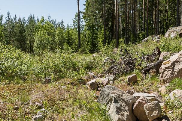 Marken är torr och grusig med en begynnande igenväxning med sly i de sydvästra delarna.