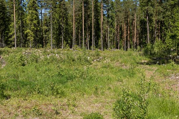 Ängsvädd: Saknas Nektarväxter: Gulvial, röllika, teveronika, blodrot, häckvicker, rödklöver, midsommarblomster,