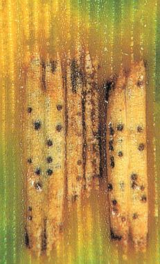 1990 1992 1994 2002 2004 2006 2008 2010 2012 2014 % Control of septoria on flagleaf % control of septoria Opus och Folicur - Danmark effekt mot Septoria % källa: Lise N Jørgensen, århus