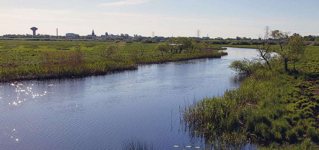 Strandängsfåglar i Vattenriket. Häckfågelkarteringarna och simultanräkningar Text: Hans Cronert foto: Hans Cronert Strandängsvadarna i Vattenriket har gått kraftigt tillbaka under de tre senaste åren.