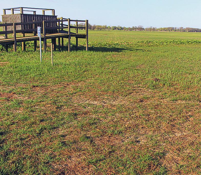 Nästkommande vår och sommar, 2008, hade mycket vegetation dött eller fått försämrad vitalitet.