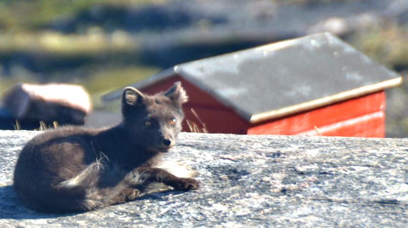 Man gick mest över berg men här och där fanns lite vegetation, ungefär som i svenska fjällen med dvärgbjörk och enstaka blommor.