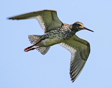 Dalripa har ett högt "skrattade" läte medan fjällripa har ett tyst och knarrande läte. Dalripan lever även på betydligt lägre höjder än fjällripan. Ängspiplärka Anthus pratensis. Ängspipsungar.