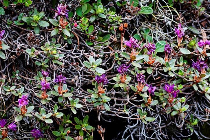 Floran Eftersom mycket kalksten finns i området gynnar detta kalkkrävande växter. Uppskattar du fjällens blommor har du kommit till rätt det rätta området.
