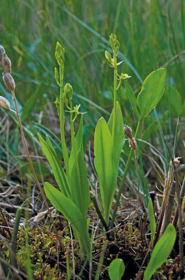 2 Artinformation gulyxne Gulyxne är en liten orkidé som är ca 1 dm hög. De större, ljusgröna, fettglänsande bladen som omger stjälkens nedre del är hela och tunglika och uppåtriktade.