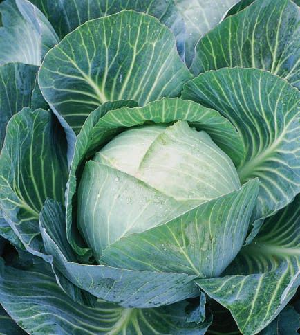 Huvudkål Sverige 2015 11 Factor Många användningsmöjligheter Kompakt upprätt planta Huvudvikt upp till 5 kg God hållbarhet