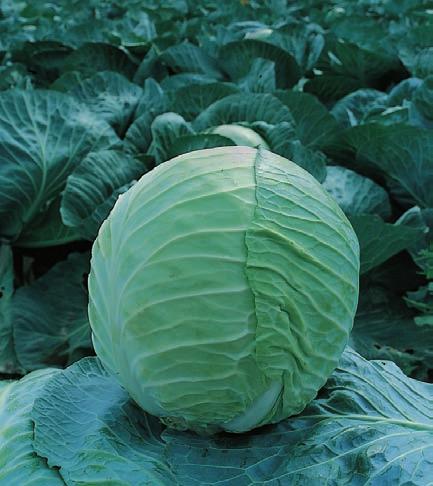 Huvudkål Sverige 2015 17 Kilaton Bred användning Även lämplig för större plantavstånd Lång lagringstid Ger 2,5 6 kg beroende på plantavstånd Mycket jämn planta Högresistent mot klumprot (HR:Pb) Bred