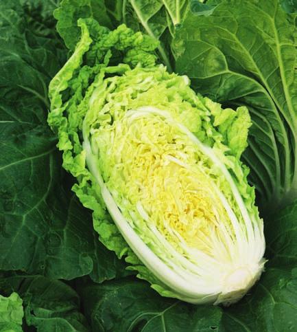 Huvudkål Sverige 2015 27 Kinakål Sprinkin Den bästa sorten till vår och sommar Kompakt vacker planta med frisk grön färg Hög tolerans