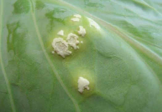Därmed får man en planta som kan producera optimalt och har en mycket friskt tillväxt.
