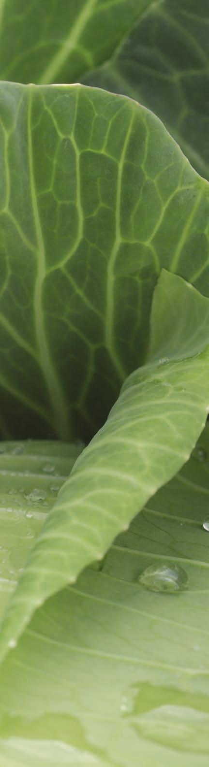 4 Huvudkål Sverige 2015 Inledning Till marknaden Syngenta vill gärna veta vad konsumenten tycker är viktigt, både nu och inför framtiden. Inte minst är kålvärlden i ständig förändring.
