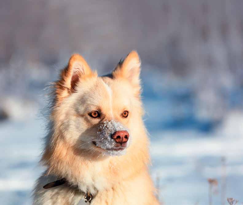 HELA DENNA BILAGA ÄR EN ANNONS FRÅN MYDOG Träffa oss - på MyDog i Göteborg! SVERIGES BÄSTA HUNDFÖRSÄKRNG Bäst i test!